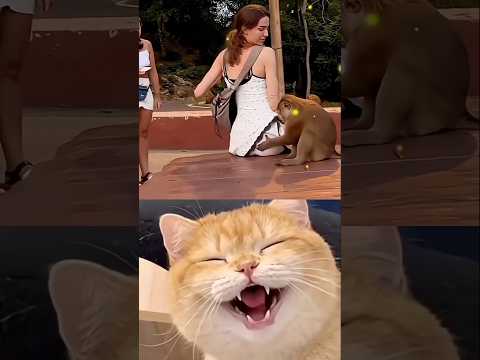 laughed then got shocked 😂😱 #cat #meme #shorts #trending #shortsfeed