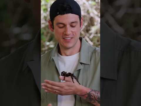 GENETİK OLARAK MUZA MI DAHA ÇOK BENZİYORUZ TARANTULAYA MI?