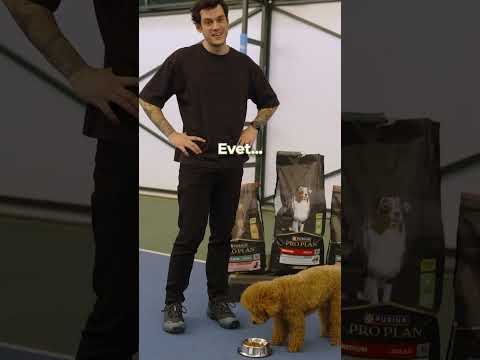 KÖPEKLERİM YARIŞIYOR!