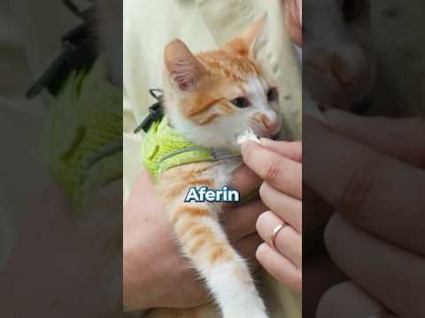 ORKUN TARAFINDAN SEVİLDİN Mİ?