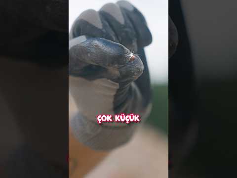 350.000 TL TAŞ!