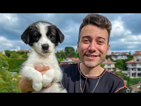 Dünyanın En Zeki Köpeği 🐶