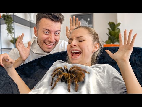 KIZ ARKADAŞIMA DEV TARANTULA ŞAKASI *bayıldı* 🕷