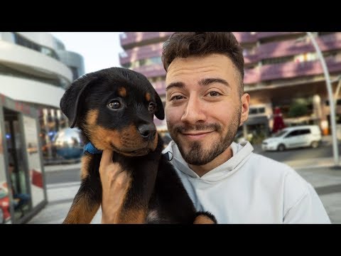''ALFA''  🐶 (Dünyanın En Cesur Köpeği)