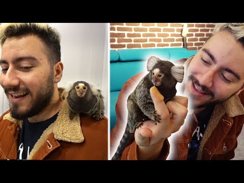 MAYMUN ile BİRLİKTE GÜN GEÇİRMEK