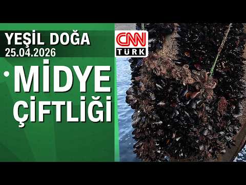 Midyenin denizden sofraya uzanan yolculuğu - Yeşil Doğa 25.04.2026 Cumartesi