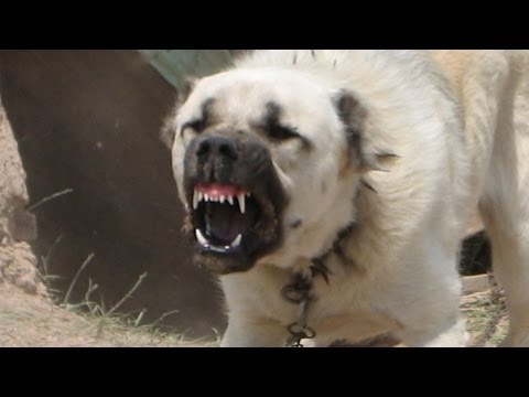 Kangal Köpekleri Hakkında 10 Önemli Bilgi