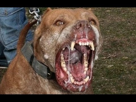 Yasaklanmış 10 Köpek Irkı
