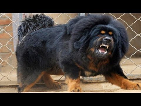 Dünya'nın En Güçlü 10 Köpeği