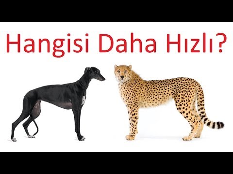 Çitalar ve Dünya'nın En Hızlı Köpekleri