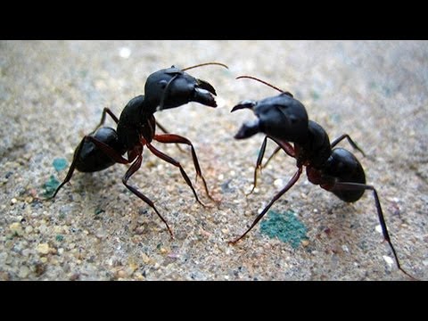 Karıncaları Zombileştiren Mantarlar
