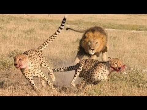 Aslanları Aslan Yapan 10 İlginç Özellikleri