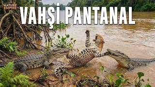 VAHŞI PANTANAL | Jaguarların Su Krallığında Kaimanları Avladığı Yer – Belgesel