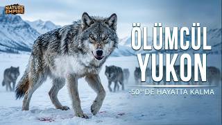 ÖLÜMCÜL YUKON | -50 °C ve Aç Kurtlar Arasında Aşırı Hayatta Kalma – Hayvan Belgeseli