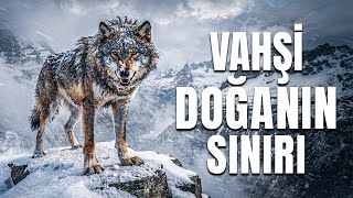 VAHŞİ İSVİÇRE | Avrupa’nın En Ölümcül Alplerinde Hayatta Kalma Mücadelesi – Hayvan Belgeseli