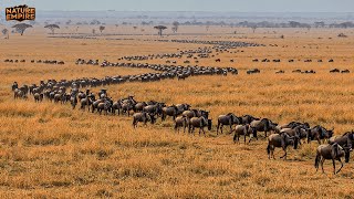 SERENGETİ’DEN MAASAI MARA’YA | Afrika’nın en ölümcül rotasında aşırı hayatta kalma – Belgeseli