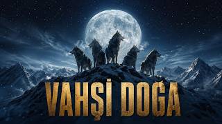 VAHŞİ DOĞANIN AVCILARI: Hayatta Kalma Krallığı | Tam Doğa Belgeseli