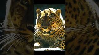 Amazon ormanlarının sessiz yırtıcısı: Jaguar #vahşiyaşam #amazon #belgesel #jaguar