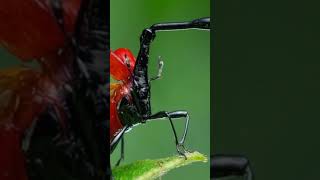 Madagaskar'ın Gizemli Canlıları: Zürafa Böceği 🦒