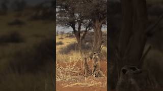 Kalahari Çölü'nde Hayatta Kalma Mücadelesi 🦁
