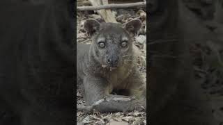 Madagaskar adasının en büyük yırtıcısı: Fossa #vahşiyaşam #belgesel #hayvanlaralemi