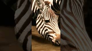 Susuzlukla mücadele eden Zebra sürüsü, tüm riskleri göze alarak nehre iniyor #vahşiyaşam #belgesel