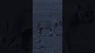 Kalahari'de Ölümcül Takip: Av ve Avcı 🦁