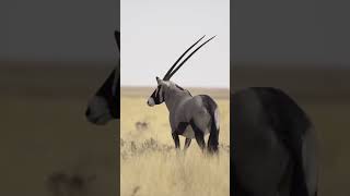 Kalahariye özgü adaptasyon geliştiren oryx antilobu #kalahari #afrikabelgeseli #vahşiyaşam