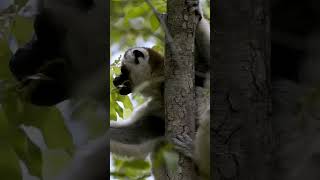 Dans Eden Lemurlar: Sifakaların İnanılmaz Zıplama Gücü! 🐒🌳 #Madagaskar #Sifaka #Lemur