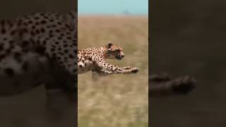Vahşi Afrika: Avcı ve Avın Amansız Hayatta Kalma Savaşı! 🐆 #VahşiAfrika #HayattaKalma #DoğaBelgeseli