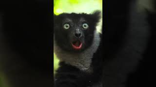 Madagaskar'ın Nazik Devleri: İndri Lemurları Yok Oluyor! 🐒