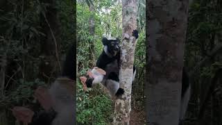 İndril Lemurlarının Güçlü İletişimi ve Sessiz Yaşamı 🌿📢 #DoğaBelgeseli #VahşiYaşam #Lemur