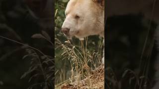 Hayalet Ayı: Kermode Ayısının Nadir Görüntüsü 🐻‍❄️🌲 #KermodeBear #GreatBearRainforest #VahşiYaşam