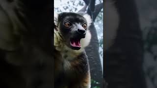 Yağmur Ormanlarında Indri Lemurunun Büyüleyici Çağrısı 🎶🌿 #lemur #Indri #yağmurormanı #vahşiyaşam