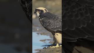 Mirketlerin Nöbet Sistemi: Tehlike Anında Alarm! 🐾⚠️🦅🐍🦊 #mirket #vahşiyaşam #hayvanalarmı #belgesel