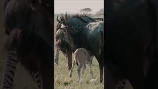 Afrika’nın büyük göçü. Gezegenimizin saklı sırları #vahşiyaşam #masaimara #serengeti #büyükgöç