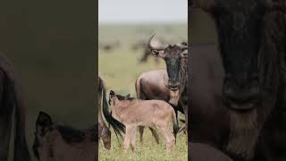 Afrika’nın Büyük Göçü. Bu sadece bir hayvan göçü değil, yaşamın ta kendisi #vahşiyaşam #belgesel