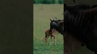 Afrika'nın Büyük Göçü: Ölümcül Yolculuk 🦓