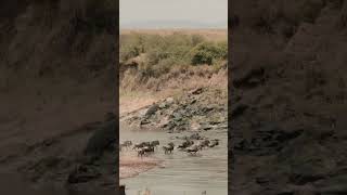 Afrika’nın büyük göçü. Doğanın sonsuz döngüsü tersine devam eder #vahşiyaşam #masaimara #büyükgöç