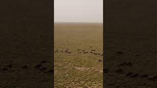 Afrika’nın sonsuz döngüsü yeniden başlar #vahşiyaşam #masaimara #serengeti #büyükgöç #belgesel