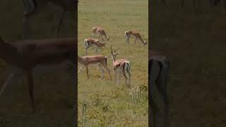 Afrika büyük göçünde güvenli otlak alanları #vahşiyaşam #masaimara #serengeti #büyükgöç #belgesel