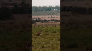 Afrika Büyük Göç, Mara geçişinden sonraki tehlikeler #vahşiyaşam #masaimara #serengeti #büyükgöç