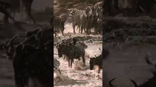 Afrika Mara Nehri geçişinde yaşanan dram #vahşiyaşam #masaimara #serengeti #büyükgöç #belgesel