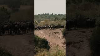 Yaşamla ölüm arasındaki ince çizgi, Mara nehri #vahşiyaşam #masaimara #serengeti #büyükgöç #belgesel
