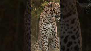 Afrika’nın büyük göçü esnasında antilop, leopar ve çita üçgeni. #vahşiyaşam #masaimara #serengeti