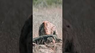 Afrika’nın büyük göçünde sırtlan sürüleri #vahşiyaşam #masaimara #serengeti #büyükgöç #belgesel
