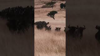 Afrika'nın Büyük Göçü: Milyonlarca Toynağın Sesi 🌍