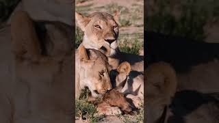 Afrika’da sürüden ayrılan yavrunun hazin sonu #vahşiyaşam #masaimara #serengeti #büyükgöç #belgesel