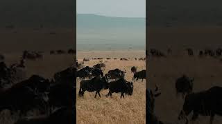Afrika’nın destansı döngüsü: Büyük Göç #vahşiyaşam #masaimara #serengeti #belgesel #büyükgöç