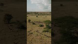 Afrika’nın Masai Mara ve Serengeti’deki vahşi yaşamı. #vahşiyaşam #masaimara #serengeti  #belgesel